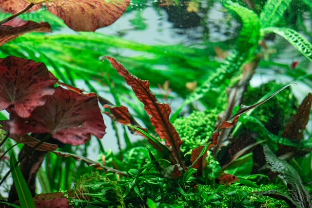 Bring Nature into Your Home